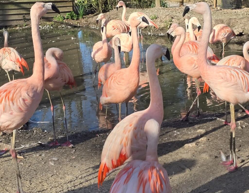 a group of pink flamingos