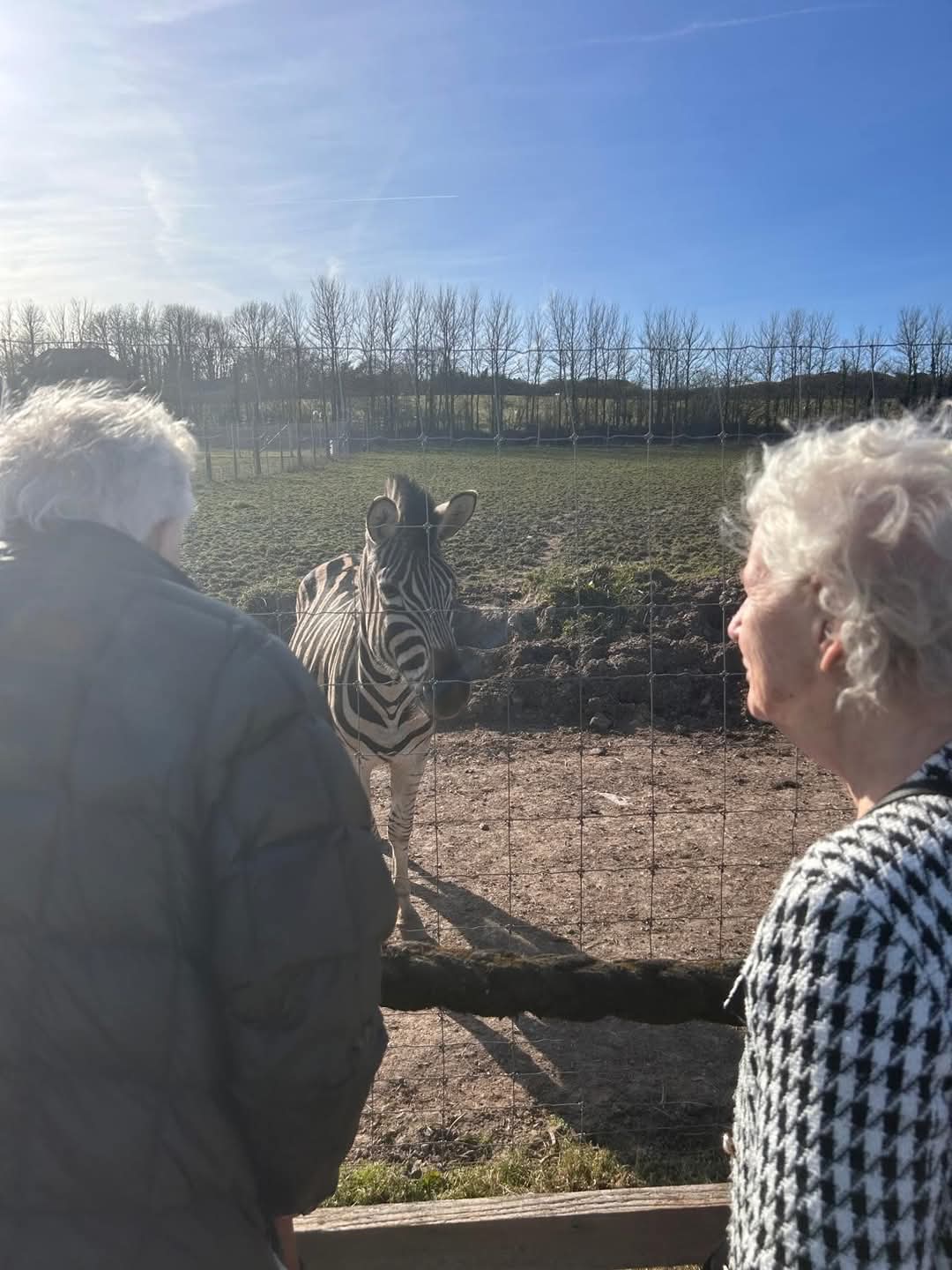 residents outside with a zebra